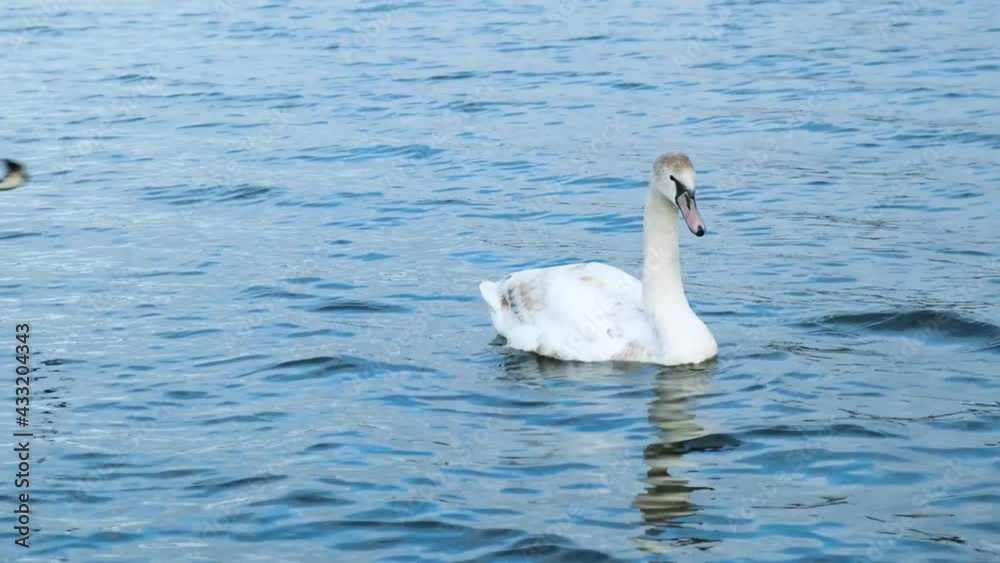 Beautiful white swan swimming in the lake. Animal and wildlife concept. Video in 4K. Beautiful white swan swimming in the lake. Animal and wildlife concept. Video in 4K.