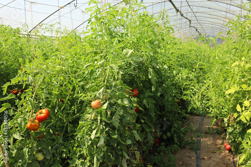 Red tomatoes inside a temperature-controlled greenhouse for the production of vegetables throughout the year