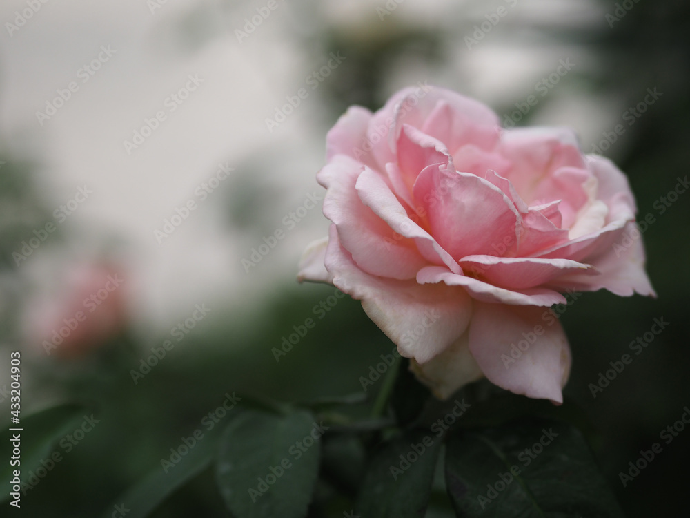 pink color flower blooming in garden blurred of nature background, copy space concept for write text design in front background for banner, card, wallpaper, webpage, greeting card Valentine Day pink color flower blooming in garden blurred of nature background, copy space concept for write text design in front background for banner, card, wallpaper, webpage, greeting card Valentine Day
