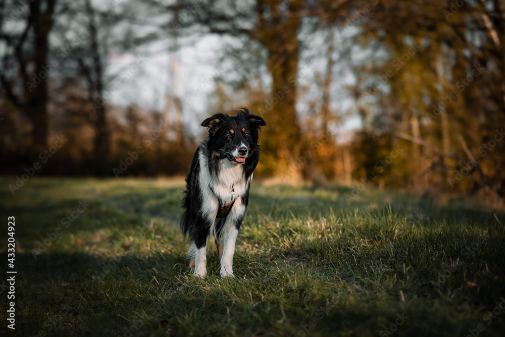 Australian shepherd Australian shepherd