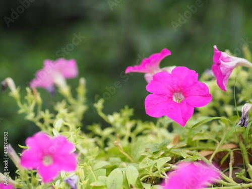 Wave dark pink Cascade color  Family name Solanaceae  Scientific name Petunia hybrid Vilm  Large petals single layer Grandiflora Singles flower blooming in garden on blurred nature background