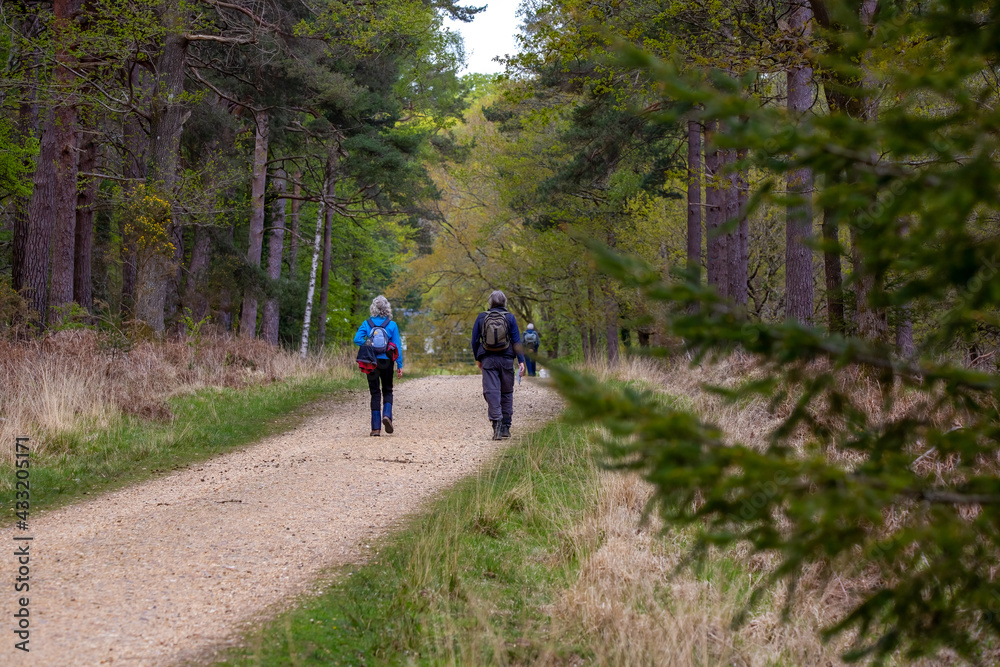A retirement age couple hiking through the new forest on a track A retirement age couple hiking through the new forest on a track