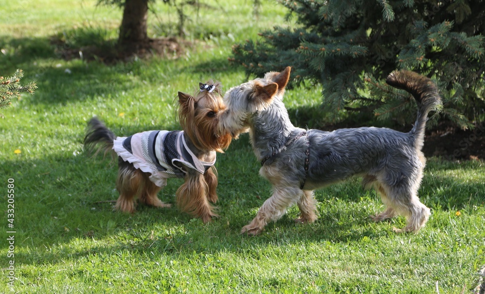 Big love, two baby dogs in public garden , Tulear puppies,kissing. Big love, two baby dogs in public garden , Tulear puppies,kissing.
