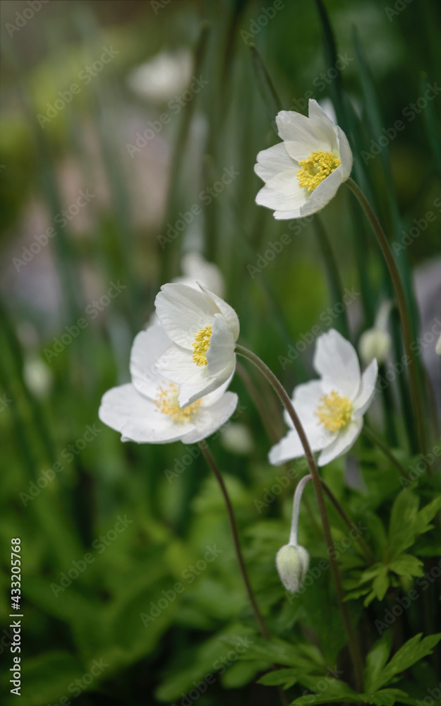 White delicate anemone flower in the spring garden White delicate anemone flower in the spring garden