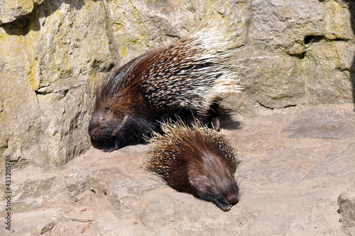 Stachelschweine photo