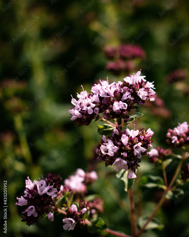 Origanum vulgare (oregano) in the garden. Organic, edible herbs, natural background. Origanum vulgare (oregano) in the garden. Organic, edible herbs, natural background.