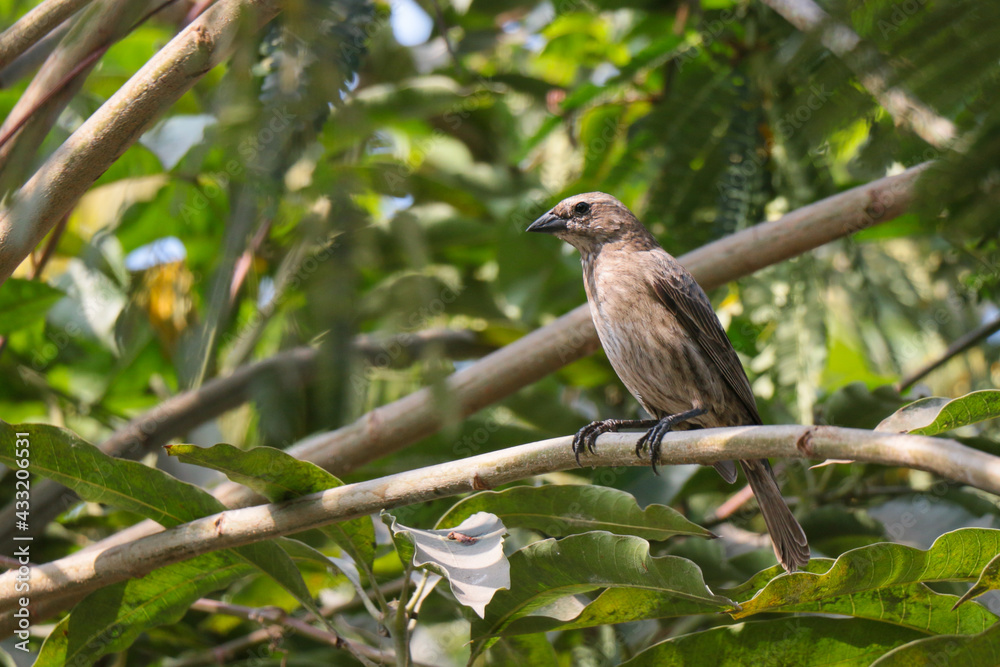 Bird with sparked brown plumage, it is on a branch of a tree. Bird with sparked brown plumage, it is on a branch of a tree.