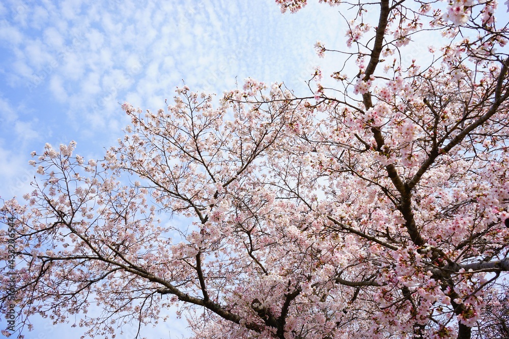 Pink Sakura flower, cherry blossoms with blurred background in Nara prefecture, Japan - 日本 奈良 桜の花 Pink Sakura flower, cherry blossoms with blurred background in Nara prefecture, Japan - 日本 奈良 桜の花