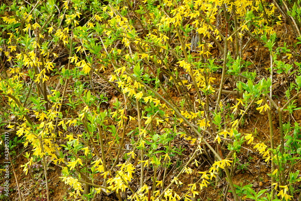 Yellow Forsythia flower (golden bell) - レンギョウ (連翹) 黄色い花 Stock-Foto | Adobe  Stock