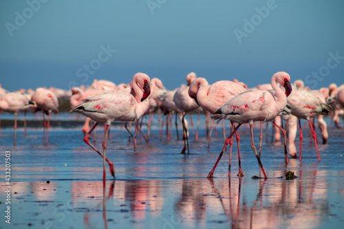 Group birds of pink african flamingos walking around the blue lagoon on a sunny day