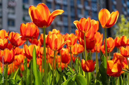 Red tulips background. Beautiful tulip. Flower bud in spring in the sunlight. Flowerbed with flowers. Tulip close-up. Red flower