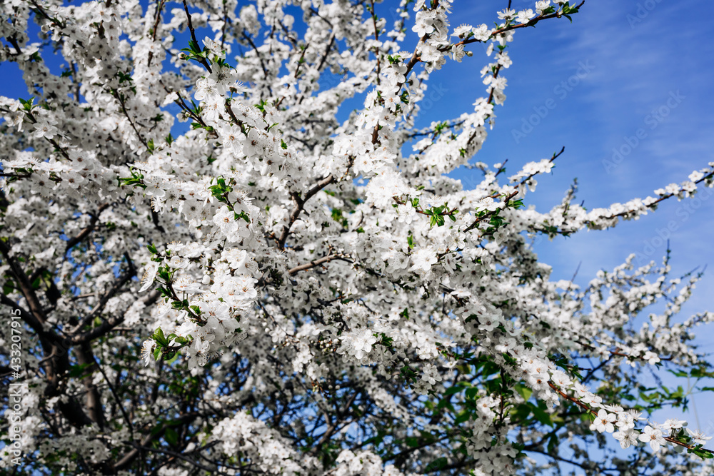 Beautiful cherry blossom bush. Flowers in spring