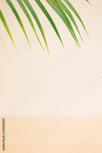 summer background concept.sandy colors beige with green palm tree.vacation sunny idea