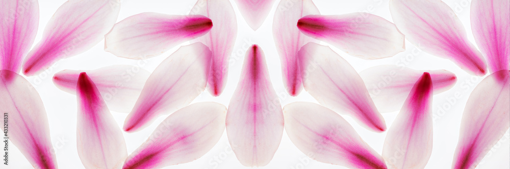 Panorama Magnolien Blüten abstrakt nebeneinander lila