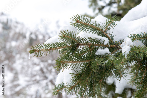 a big pine tree stands in the snow