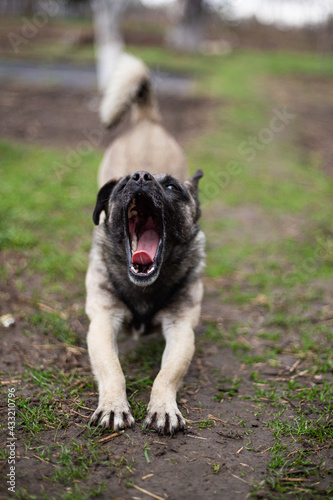 yawning stretching small mongrel dog