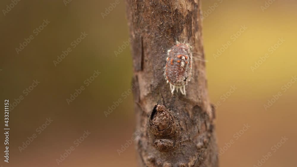 cottony - cushion scale insect - Icerya purchasi - is in the branch of peony in Japan. without sounds