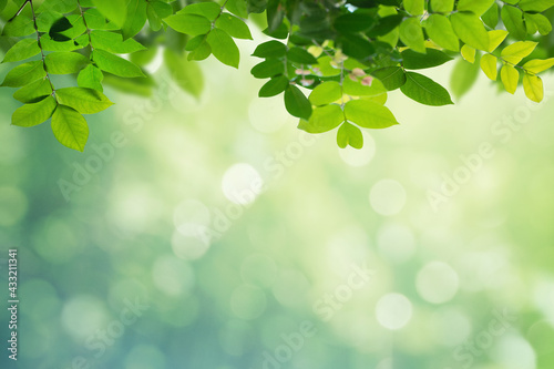Green leaf for nature on blurred background