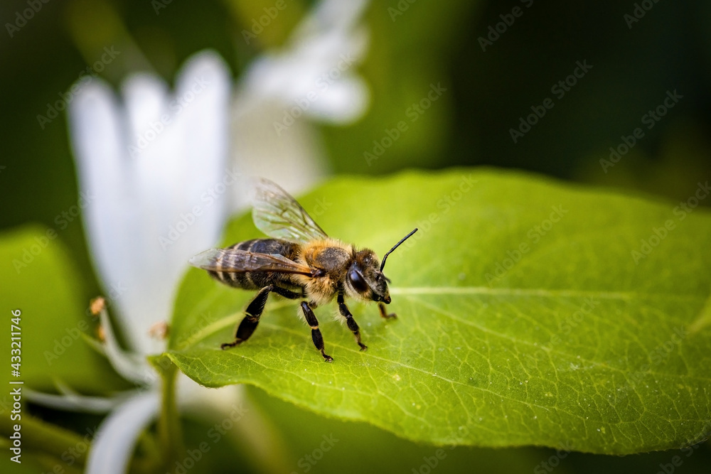 Bee on a white flower collecting pollen and nectar for the hive Bee on a white flower collecting pollen and nectar for the hive