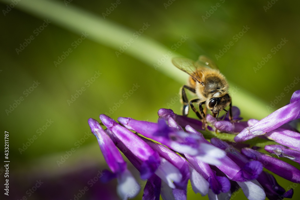 Bee on a purple flower collecting pollen and nectar for the hive Bee on a purple flower collecting pollen and nectar for the hive