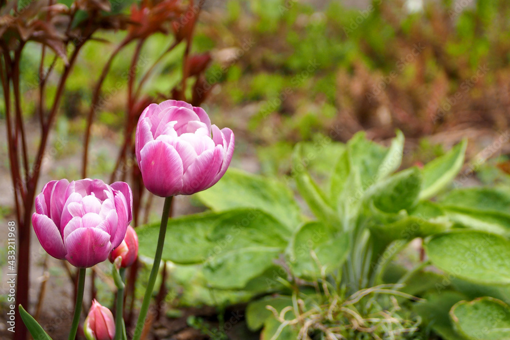 close left two bright pink with white edges large buds of Arabian mystery tulips grow in the garden among the greenery side view close left two bright pink with white edges large buds of Arabian mystery tulips grow in the garden among the greenery side view