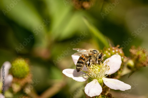Bee on a white blackberry flower collecting pollen and nectar for the hive
