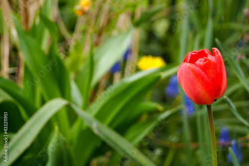 large red tulip grows on a blurred green background in the garden. red spring flowers