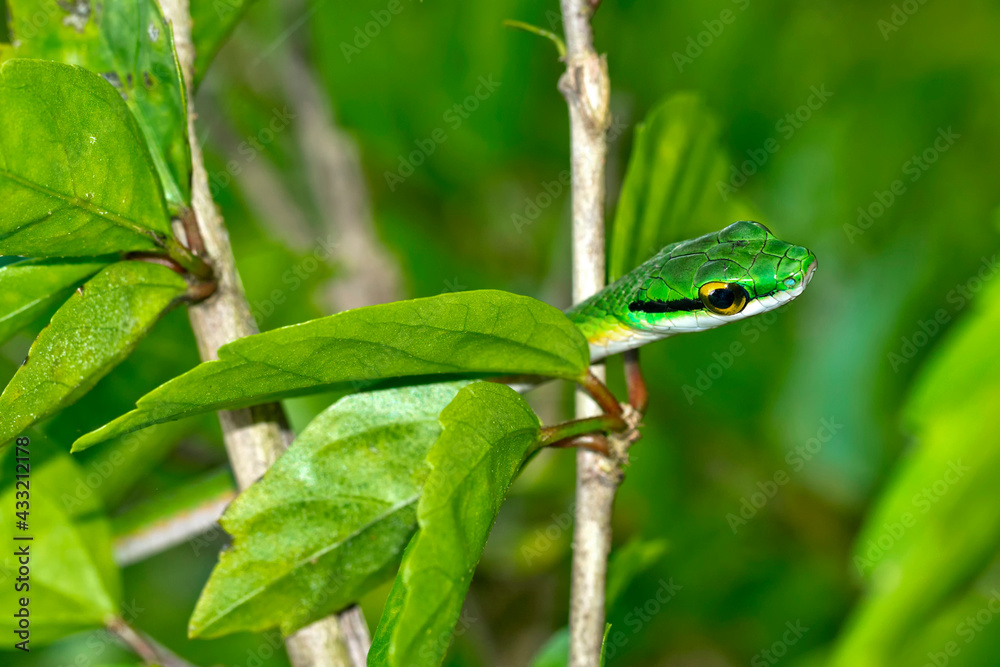 Parrot snake, Satiny Parrot Snake, Leptophis depressirostris, Tropical Rainforest, Corcovado National Park, Osa Conservation Area, Osa Peninsula, Costa Rica, Central America, America Parrot snake, Satiny Parrot Snake, Leptophis depressirostris, Tropical Rainforest, Corcovado National Park, Osa Conservation Area, Osa Peninsula, Costa Rica, Central America, America