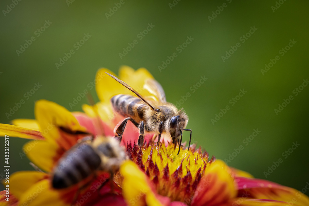 Bee on a orange flower collecting pollen and nectar for the hive Bee on a orange flower collecting pollen and nectar for the hive