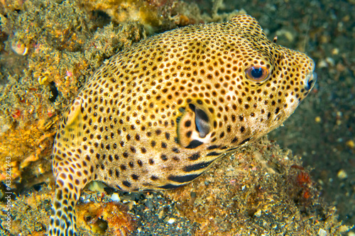 Pufferfish, Starry Pufferfish, Arothron stellatus, Lembeh, North Sulawesi, Indonesia, Asia