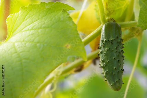 A green cucumber in the garden next to a leaf. Close-up