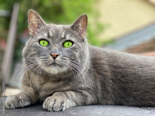 Graue Katze mit grünen Augen mit aufgewecktem Blick - Outdoor