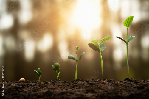 soybean growth in farm with green leaf background. agriculture plant seeding growing step concept photo