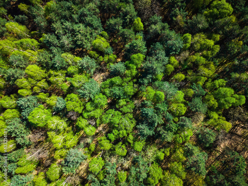 Spring Foliage of Trees in Forest.Aerial Drone Top Down View