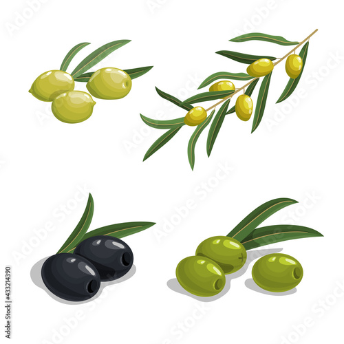 Fresh green and black olives in cartoon style. Olives on branch, with leaves. Black and green pitted olives. Natural eco food and olive oil. Vector collection isolated on white background.