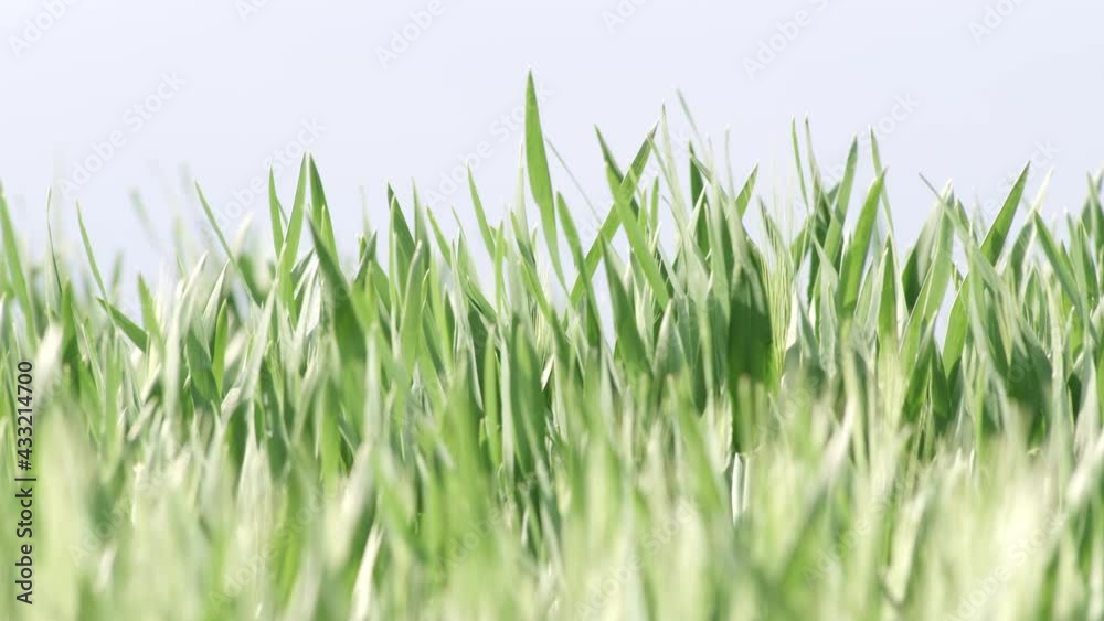 Grass Wind Blowing Slow Motion Close Up Summer Grass Wind Blowing Slow Motion Close Up Summer