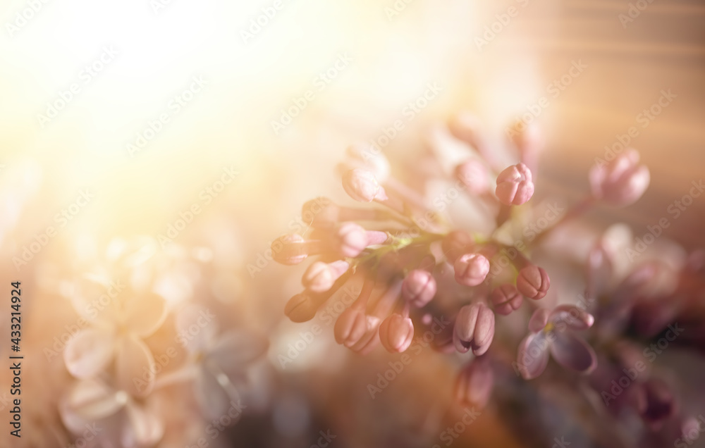 Close-up image of lilac flowers in springtime Close-up image of lilac flowers in springtime