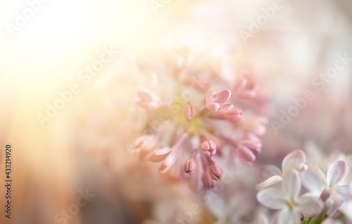 Close-up image of lilac flowers in springtime