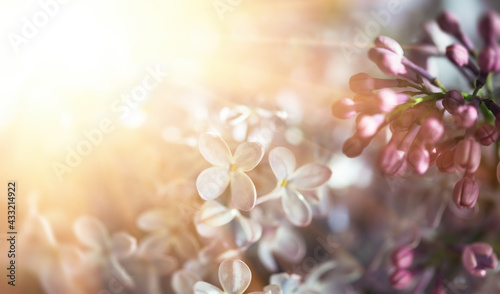 Close-up image of lilac flowers in springtime