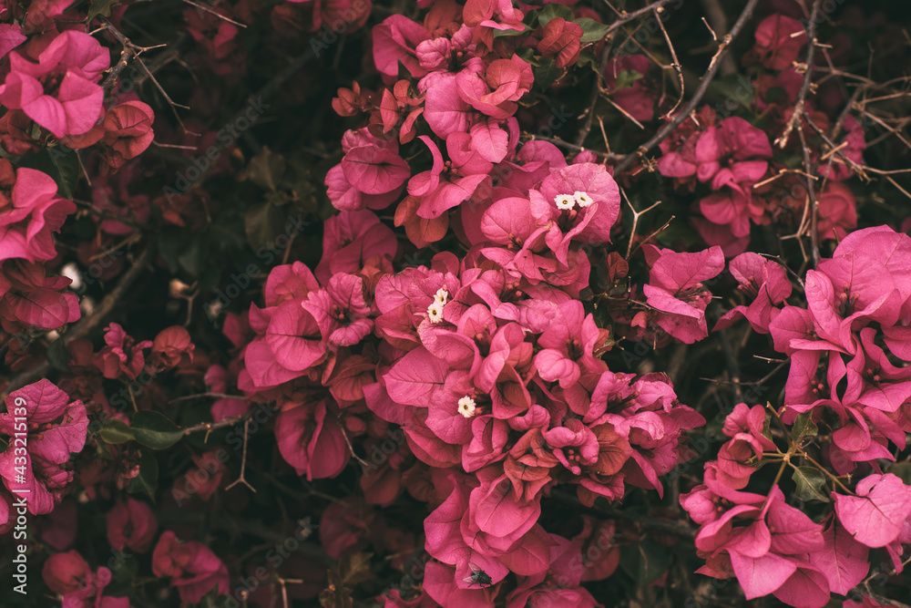 Bougainvillea magenta flower in bloom with selective focus. 