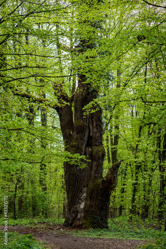 ogromne stare drzewo z naprawianym pniem w lesie