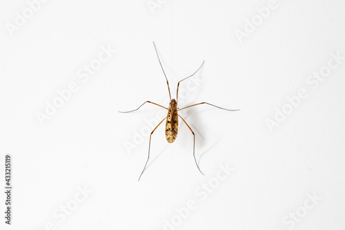 A large mosquito on a white background. Close-up