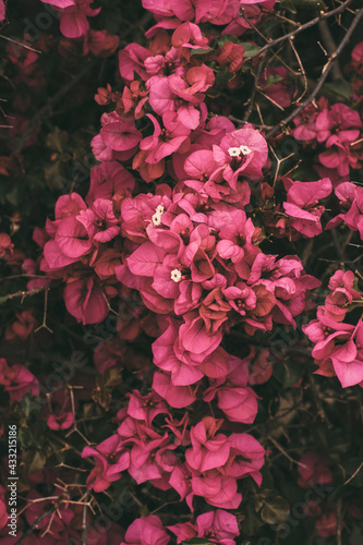 Bougainvillea magenta flower in bloom with selective focus. 