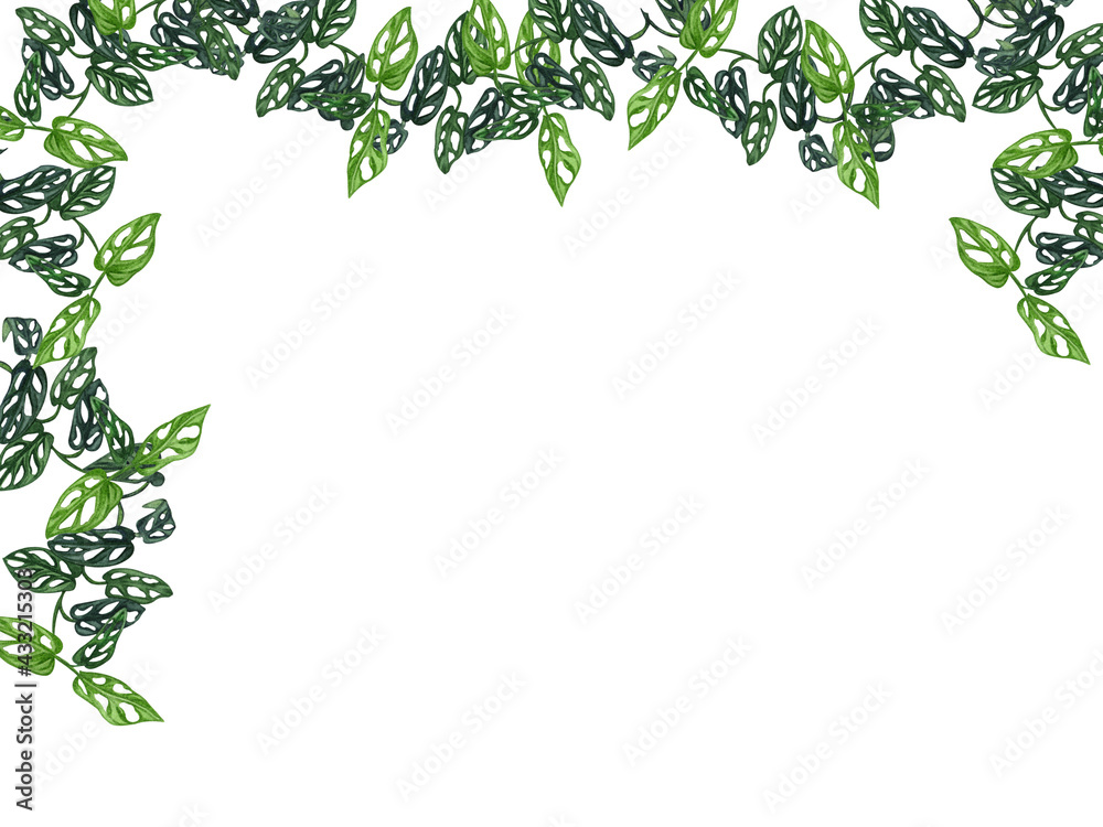 Houseplant leaves of monstera, hanging branches isolated on white background,. Watecolor Floral border