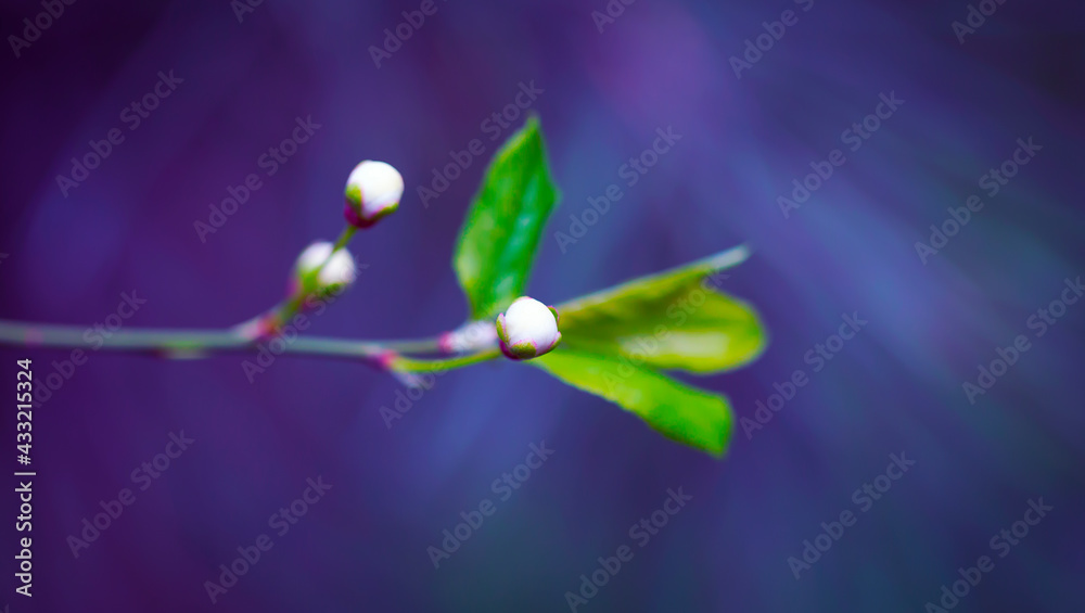 Young Sprouts of Forest Plants. Spring State of Nature. Minimalistic Natural Background.