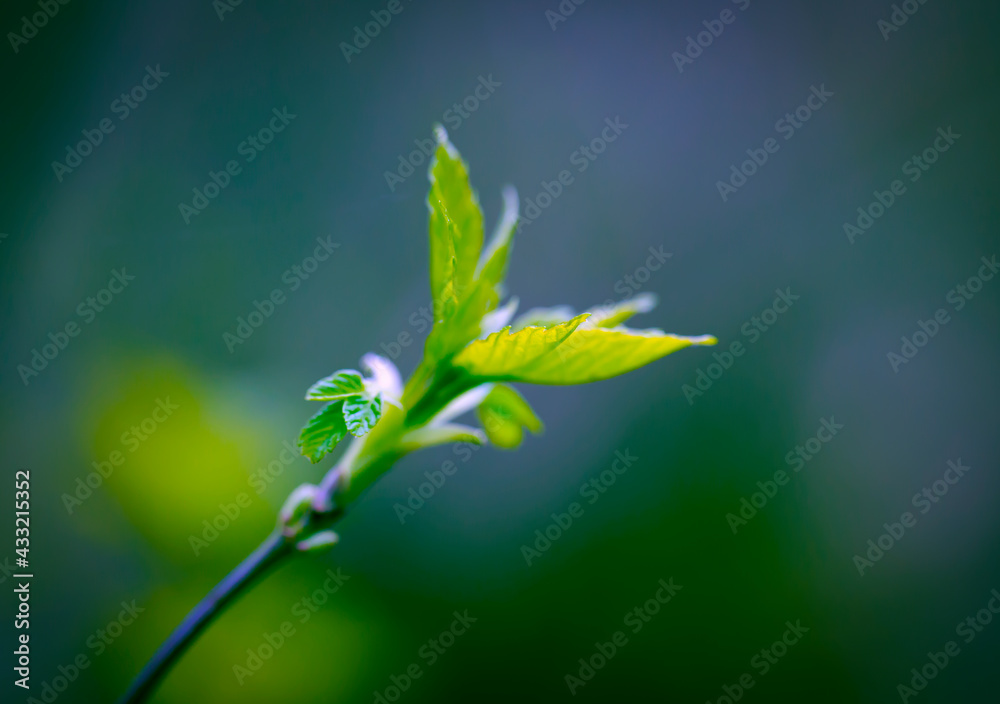 Young Sprouts of Forest Plants. Spring State of Nature. Minimalistic Natural Background. Young Sprouts of Forest Plants. Spring State of Nature. Minimalistic Natural Background.