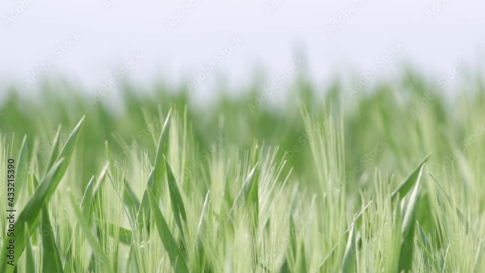 Grass Wind Blowing Slow Motion Close Up Summer Grass Wind Blowing Slow Motion Close Up Summer