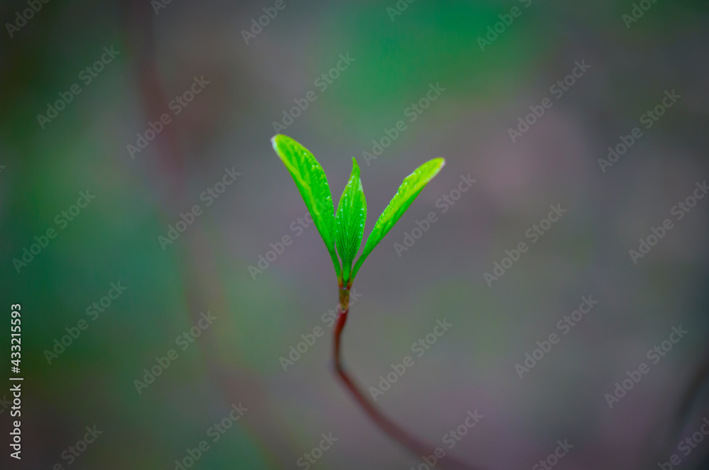 Young Sprouts of Forest Plants. Spring State of Nature. Minimalistic Natural Background.