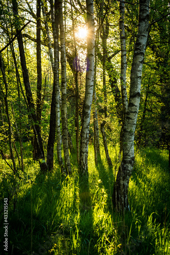 blask wschodzącego słońca w lesie © Henryk Niestrój