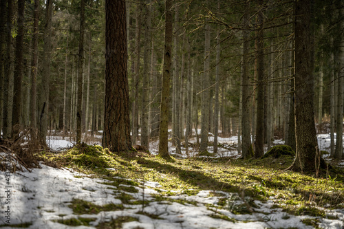 Fototapeta Naklejka Na Ścianę i Meble -  Beautiful winter forest with some snow on moss
